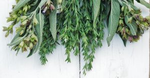 Producteur bio en Provence