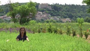 Coup de projecteur sur l'origan de Provence cultivé et récolté par Truc & Co