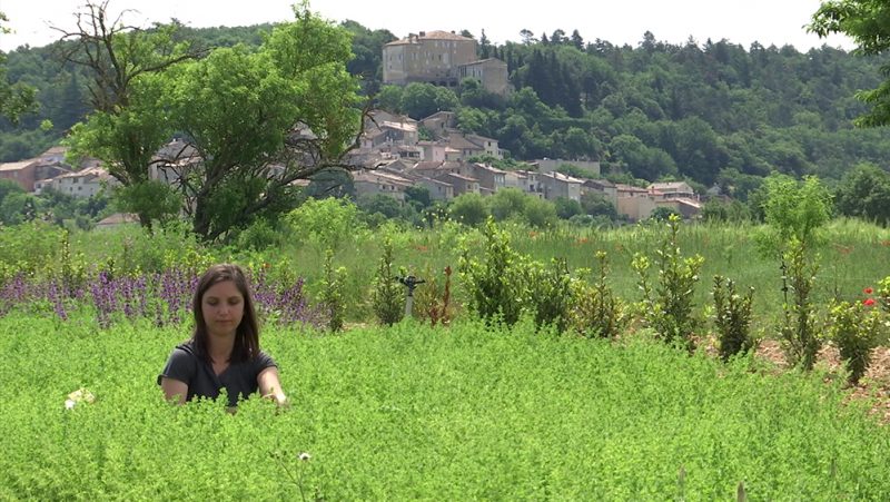 Coup de projecteur sur l'origan de Provence cultivé et récolté par Truc & Co