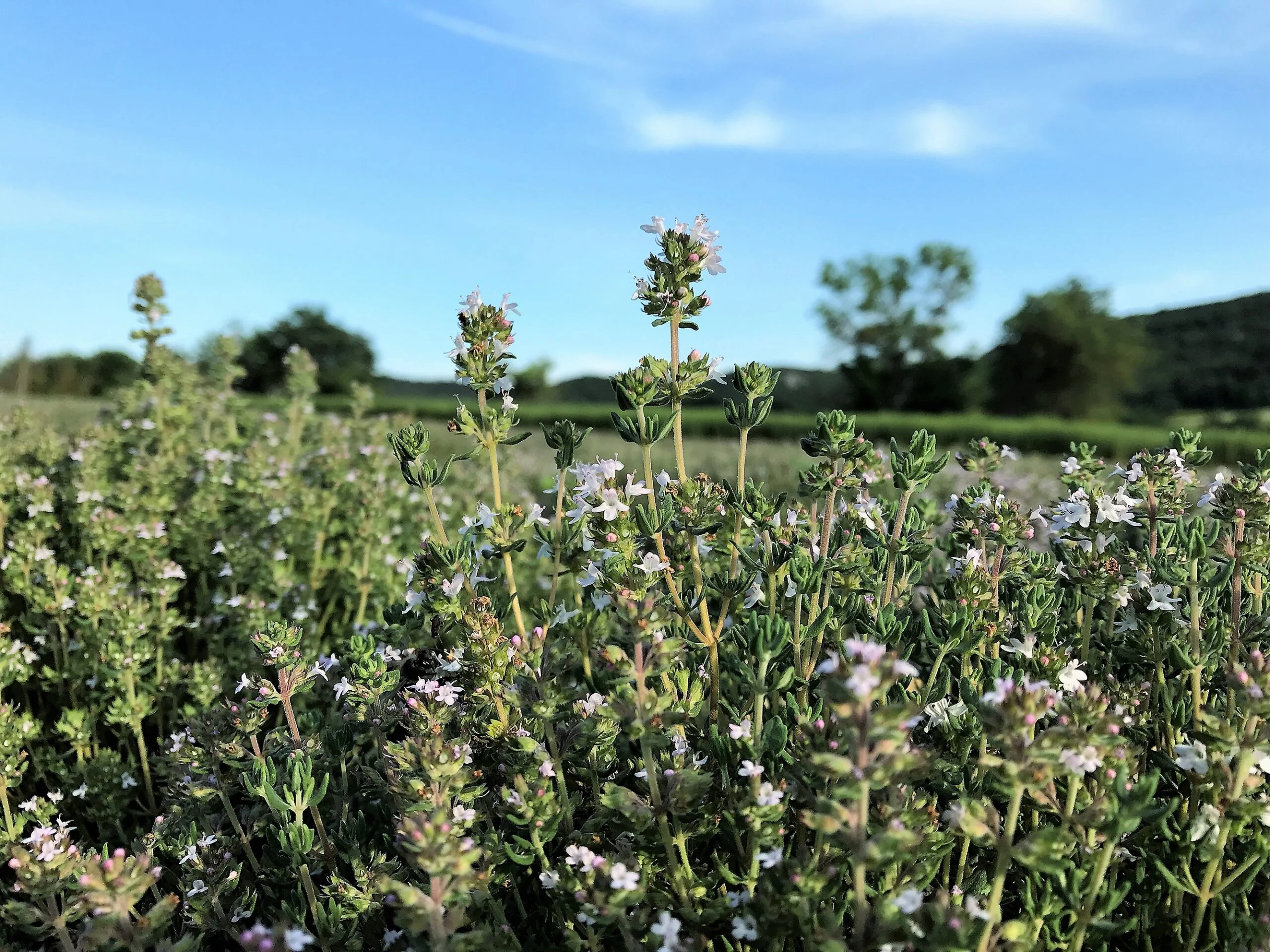 champ herbes de provence